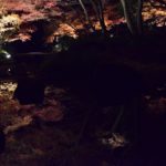 荻窪・太田黒公園の紅葉ライトアップは、鏡面のような水面が最高【写真あり】